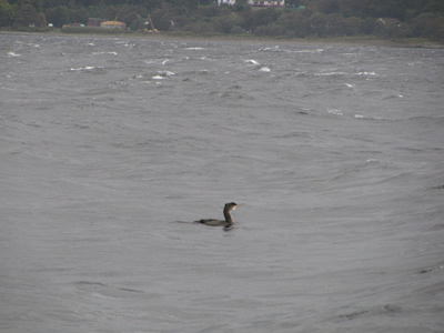 sea bird on the Clyde