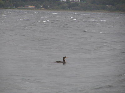 sea bird on the Clyde
