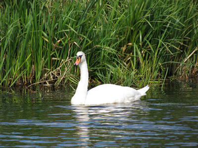 Swan on Forth and Clyde Canal - Tony Barrett